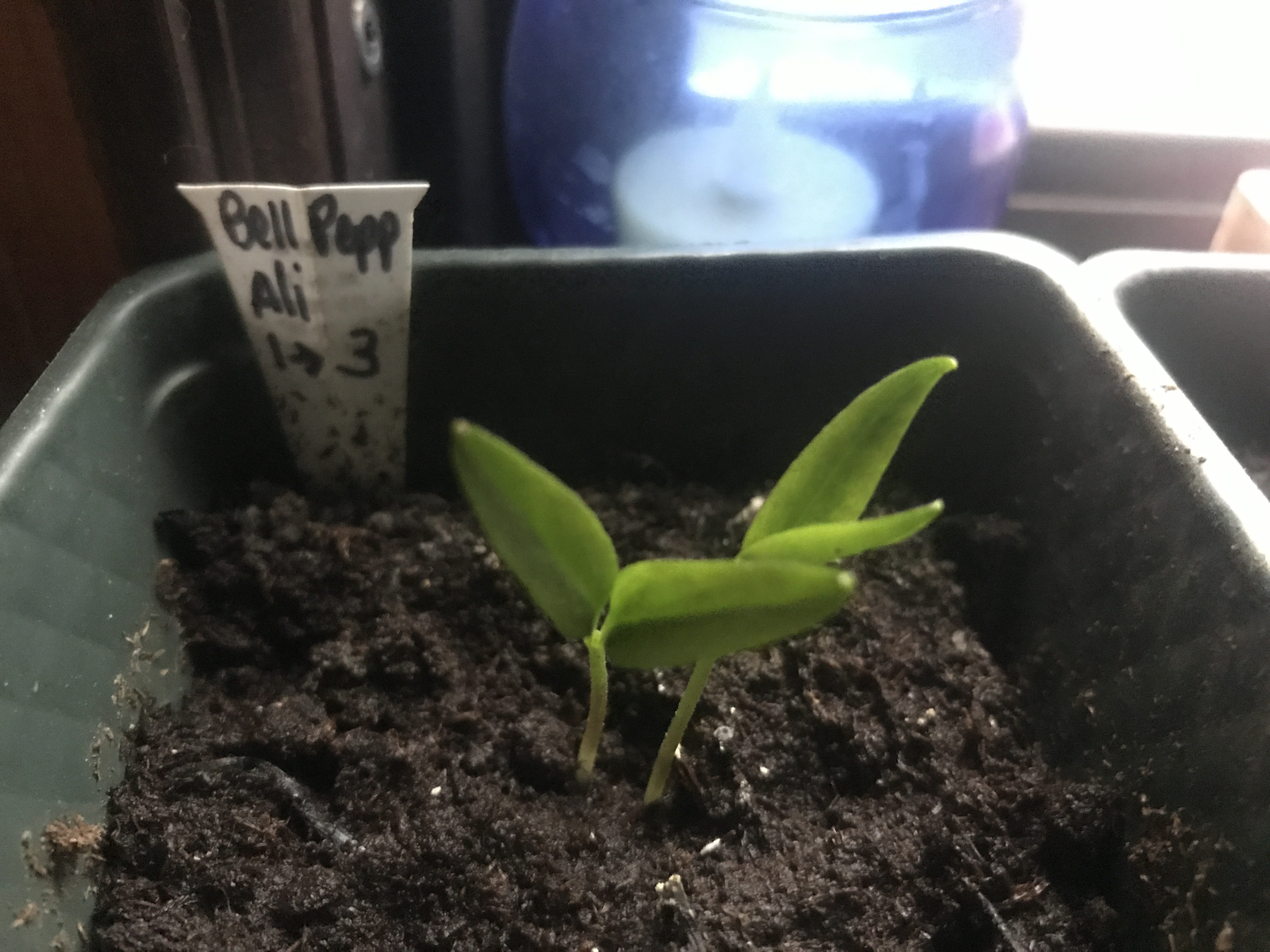 Beneath the Borealis Back in the Saddle Bell Pepper Seedlings