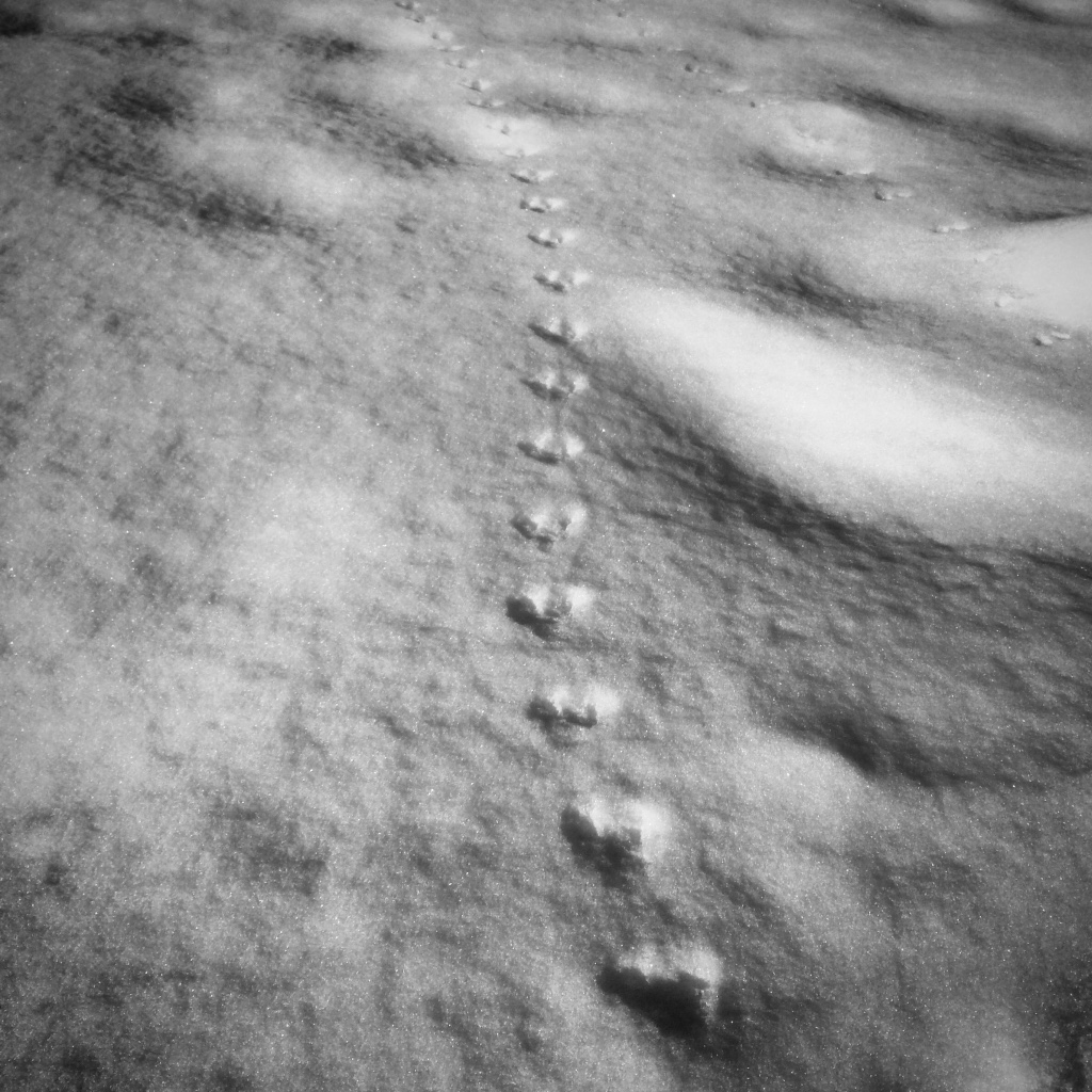 Beneath the Borealis - Snowtime Stories - 2-4-19 Animal Tracks of Alaska
